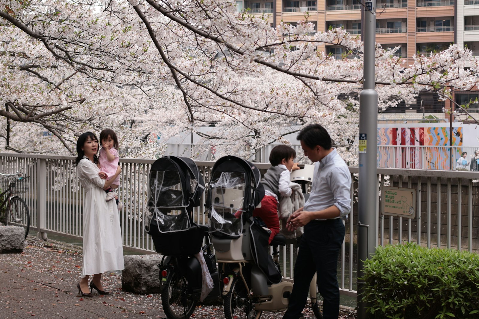 桜の下で自転車を止めてひと休みする家族