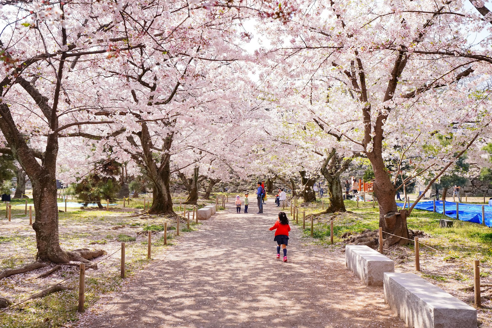 桜並木の公園を走る子ども